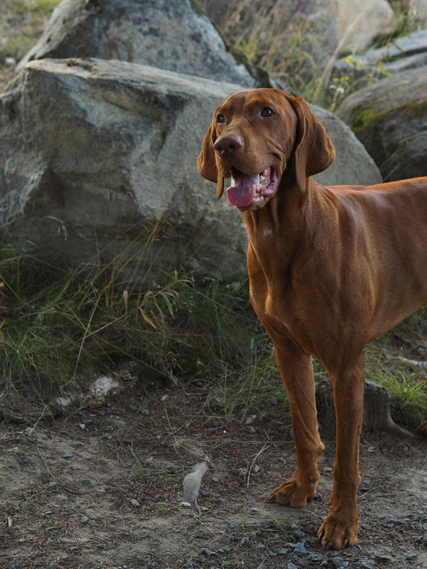 Jagdhund