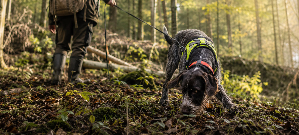 Nachsuche mit Jagdhund